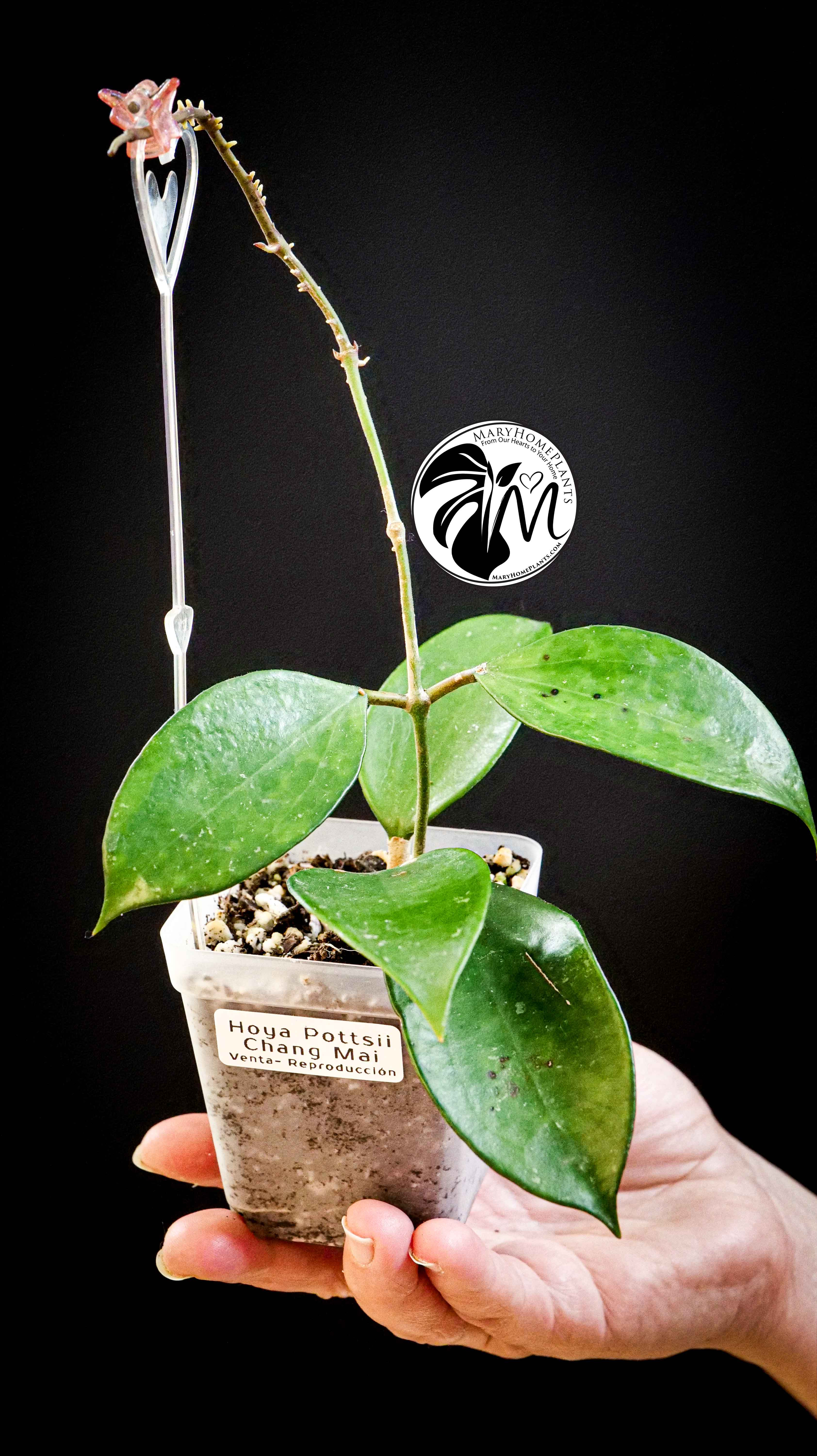 Hoya Pottsii Chiang Mai