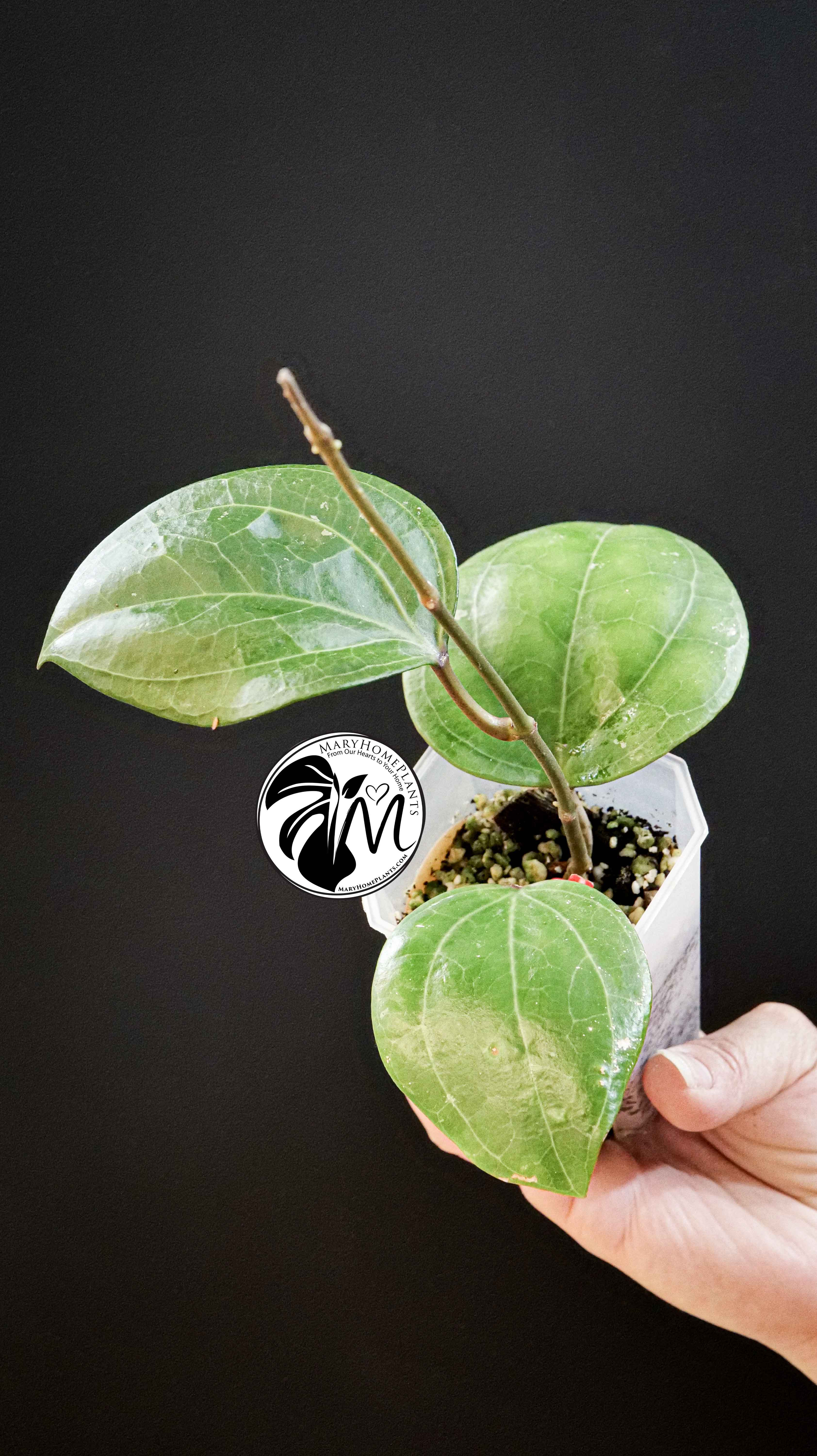 Hoya Sarawak Cream