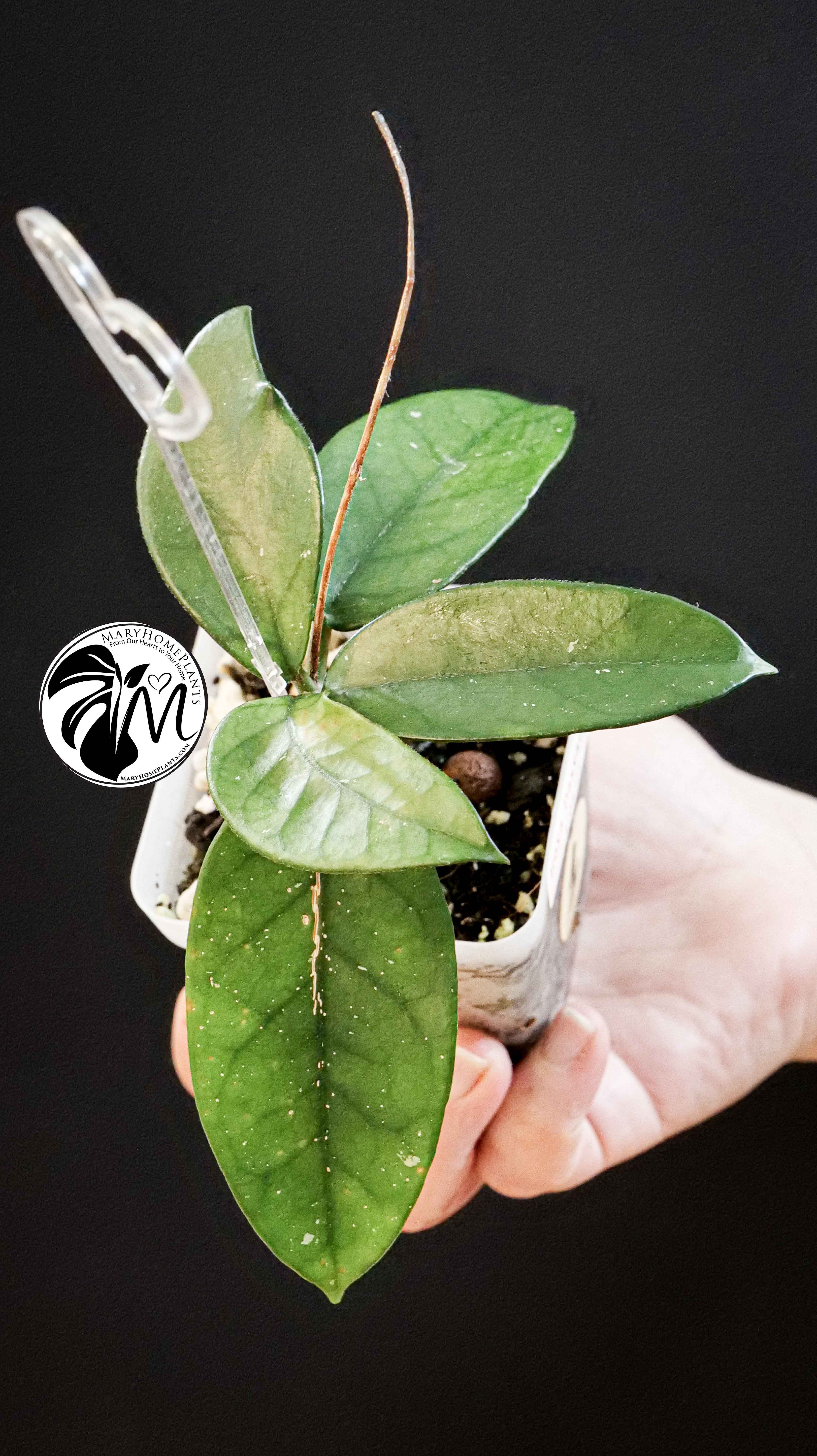 Hoya Dasyantha