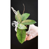 Hoya Dasyantha