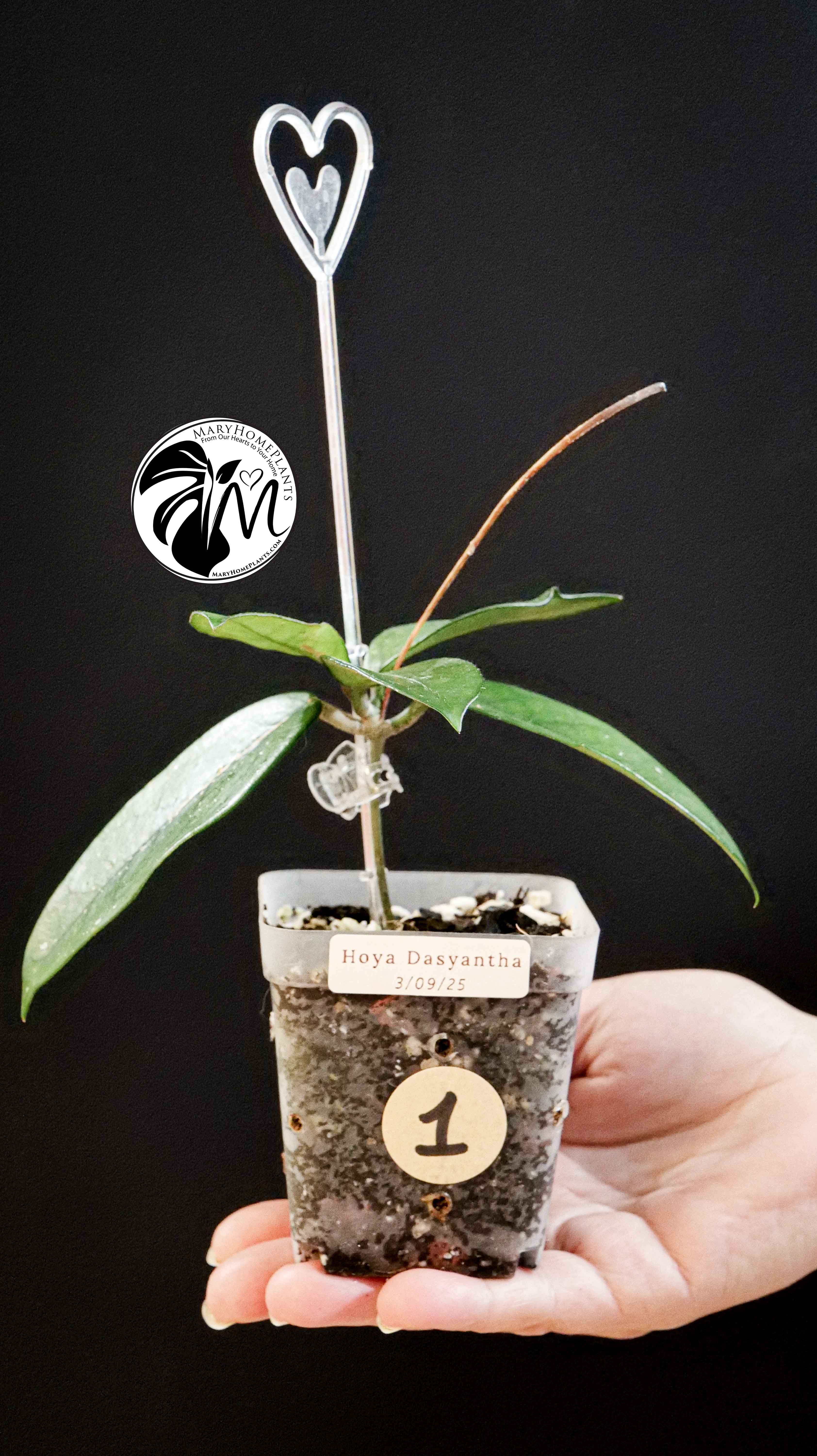 Hoya Dasyantha