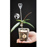 Hoya Dasyantha