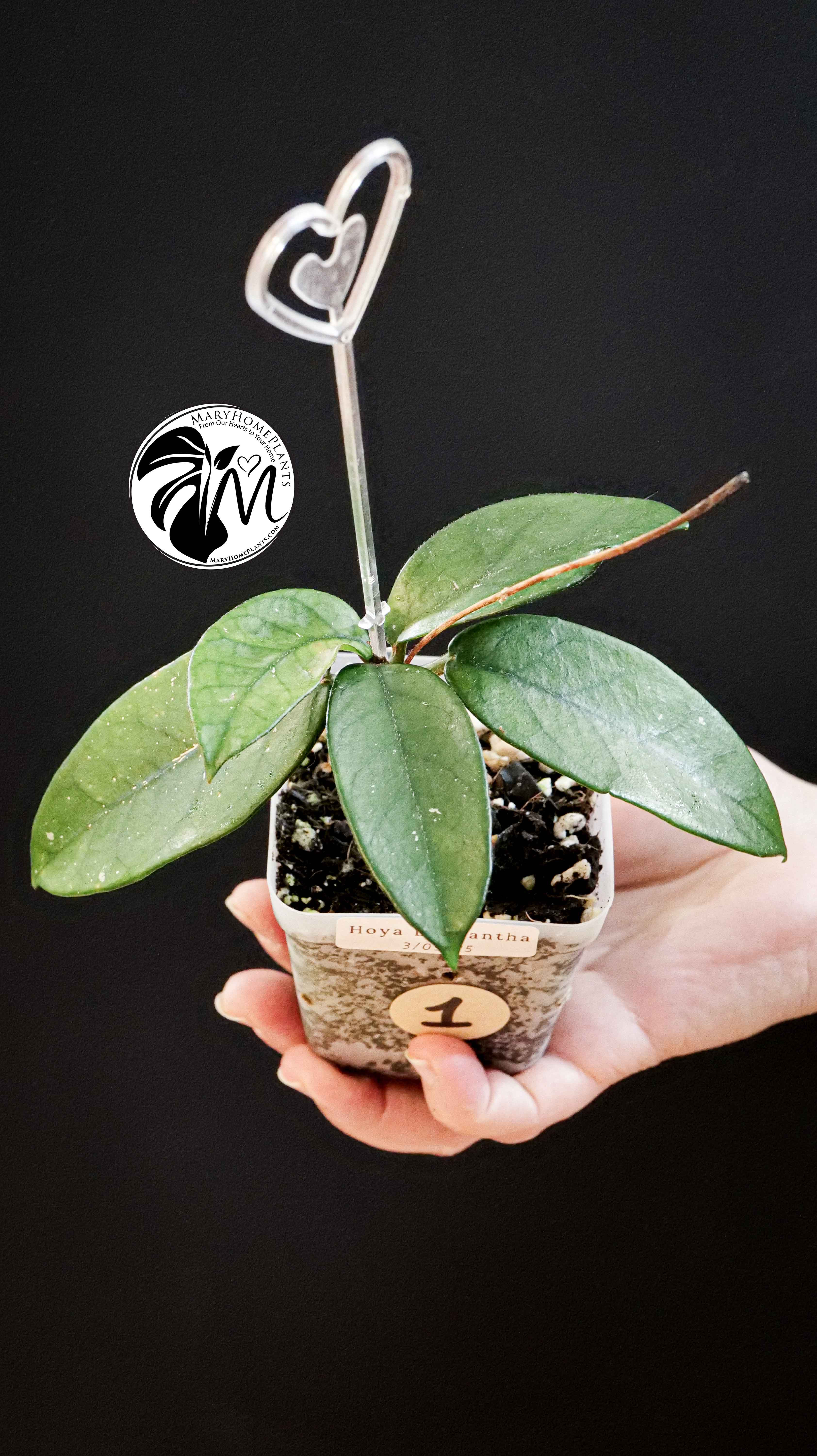 Hoya Dasyantha
