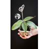 Hoya Dasyantha