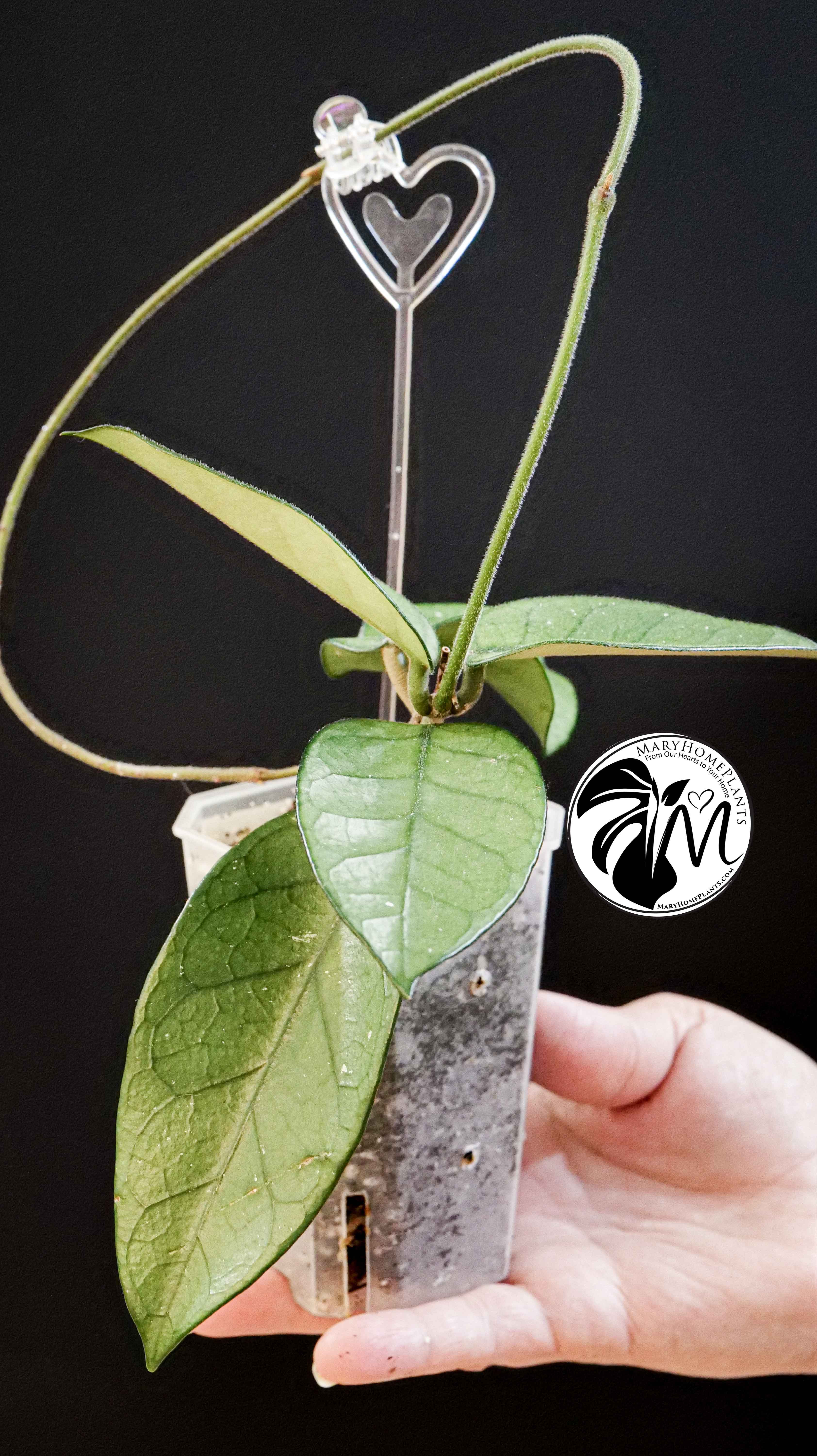 Hoya Dasyantha