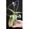 Hoya Dasyantha