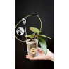 Hoya Dasyantha