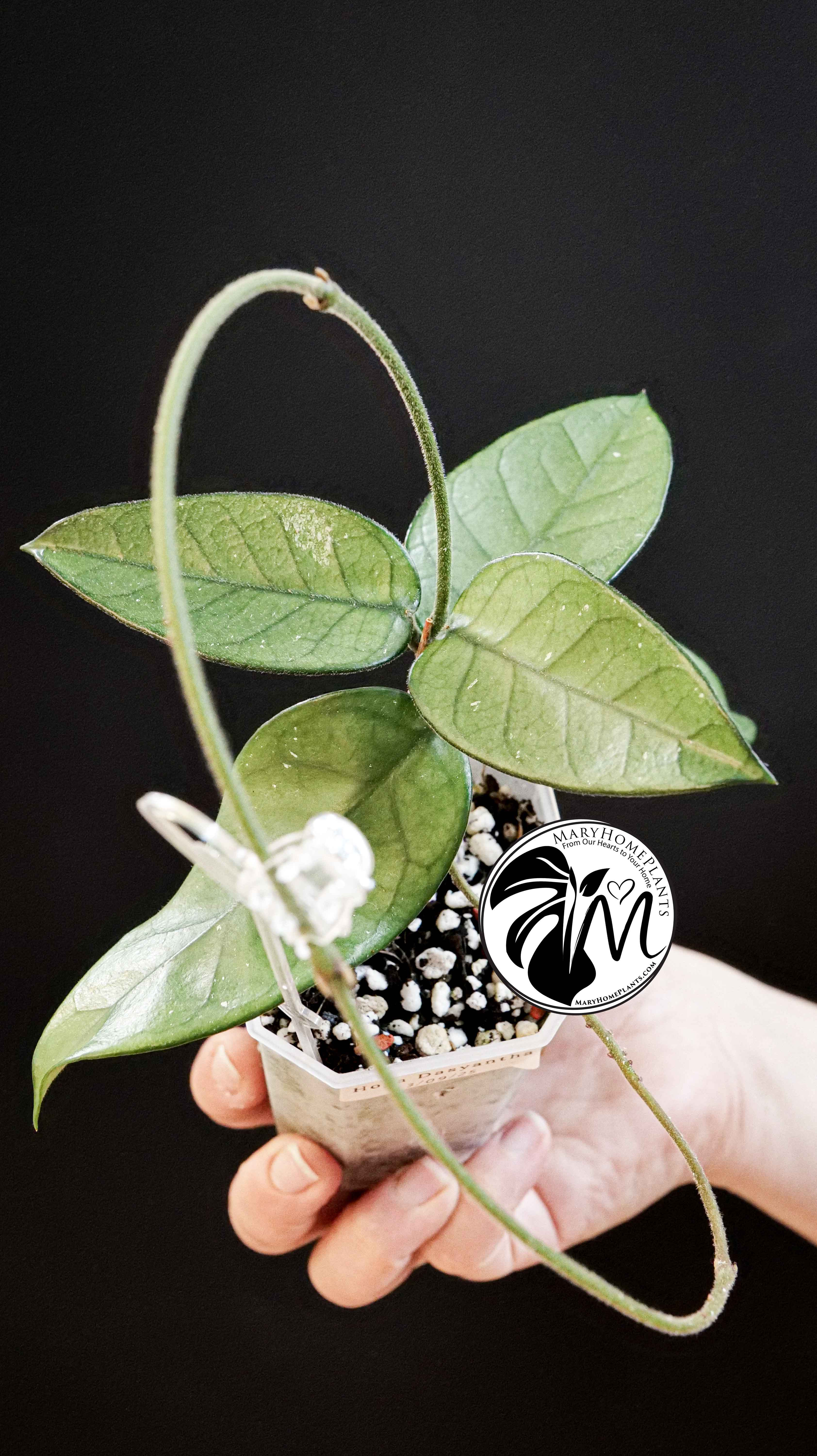 Hoya Dasyantha