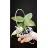 Hoya Dasyantha