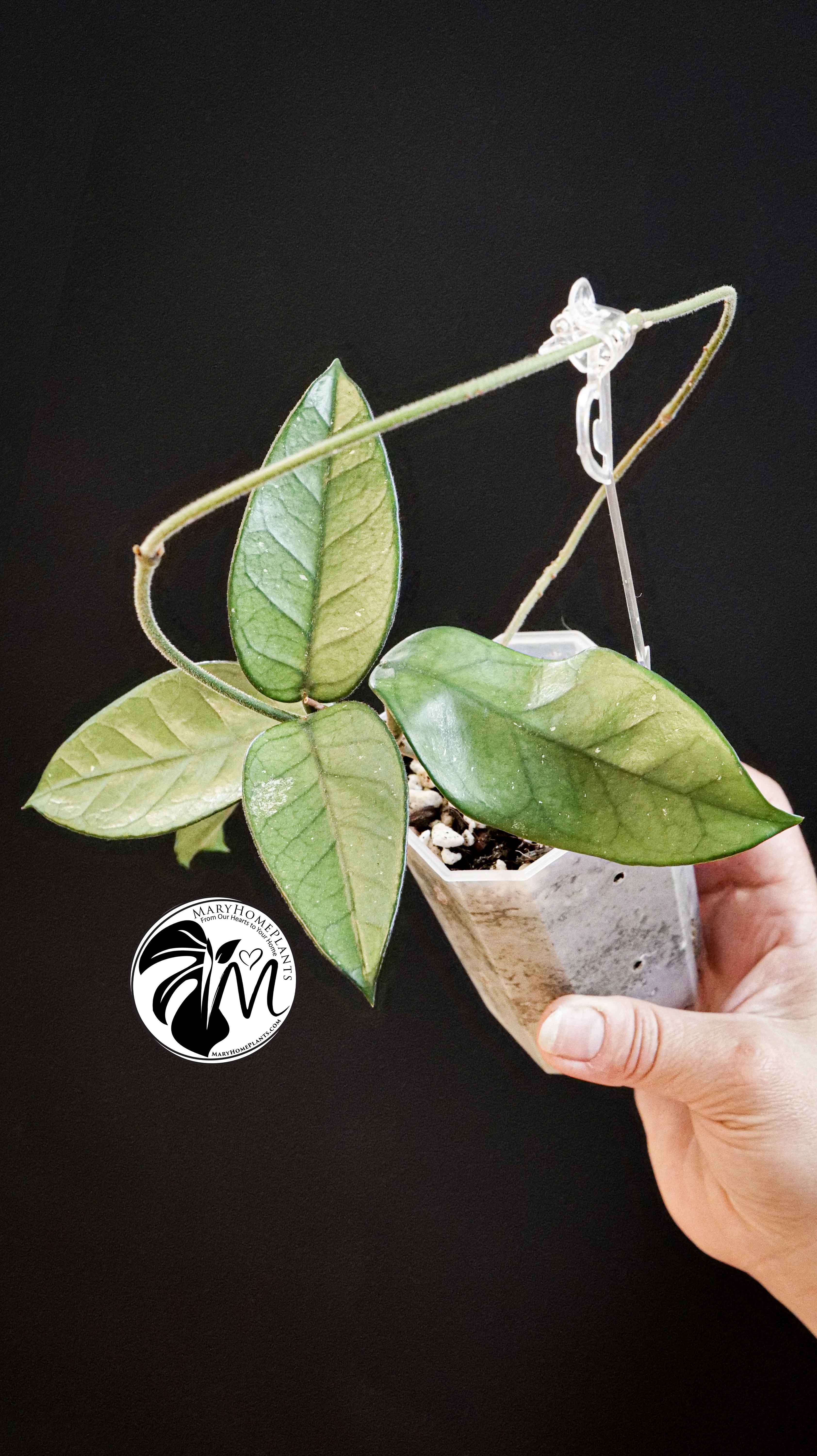 Hoya Dasyantha