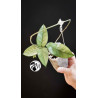 Hoya Dasyantha