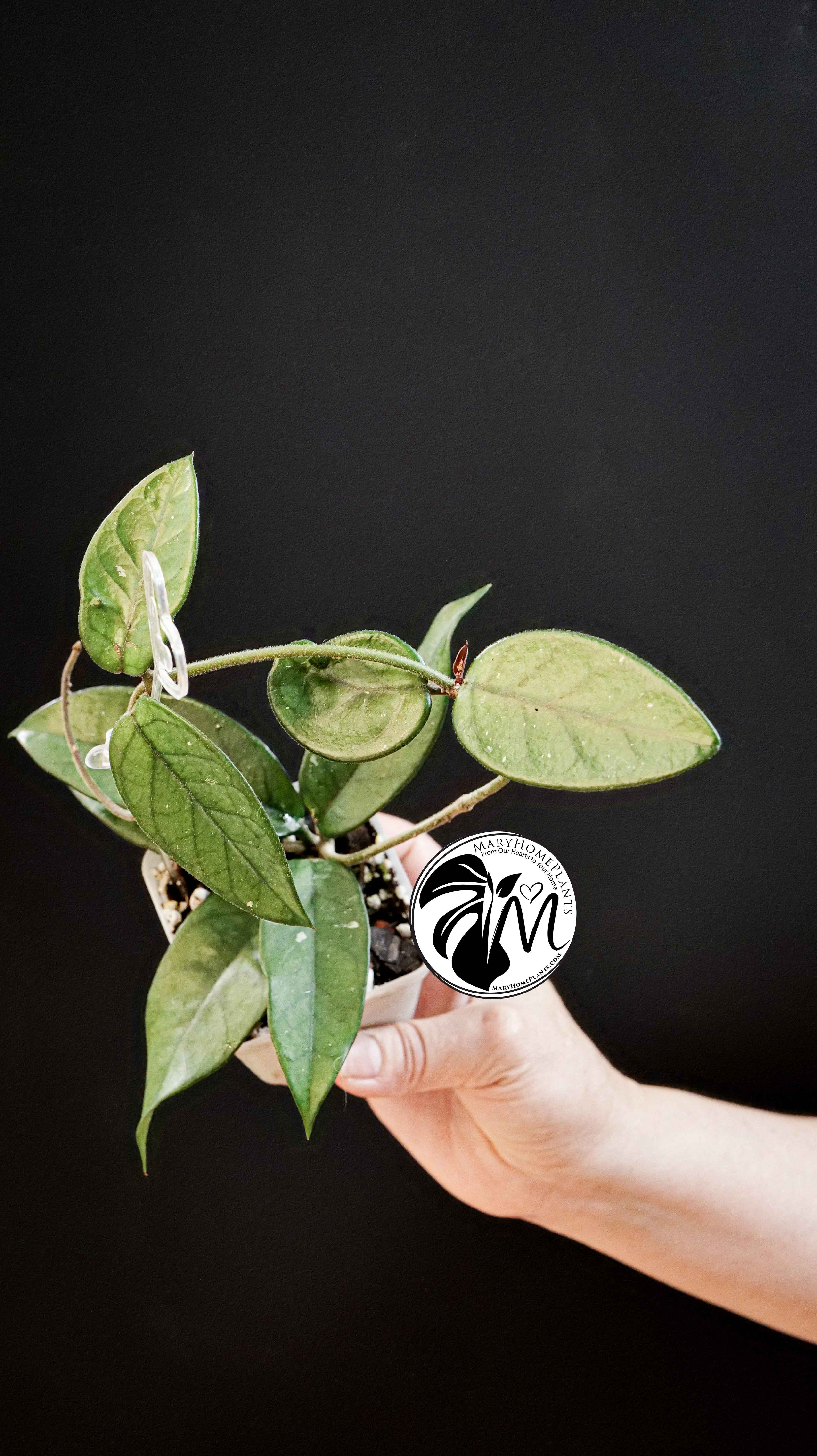 Hoya Dasyantha