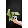 Hoya Dasyantha