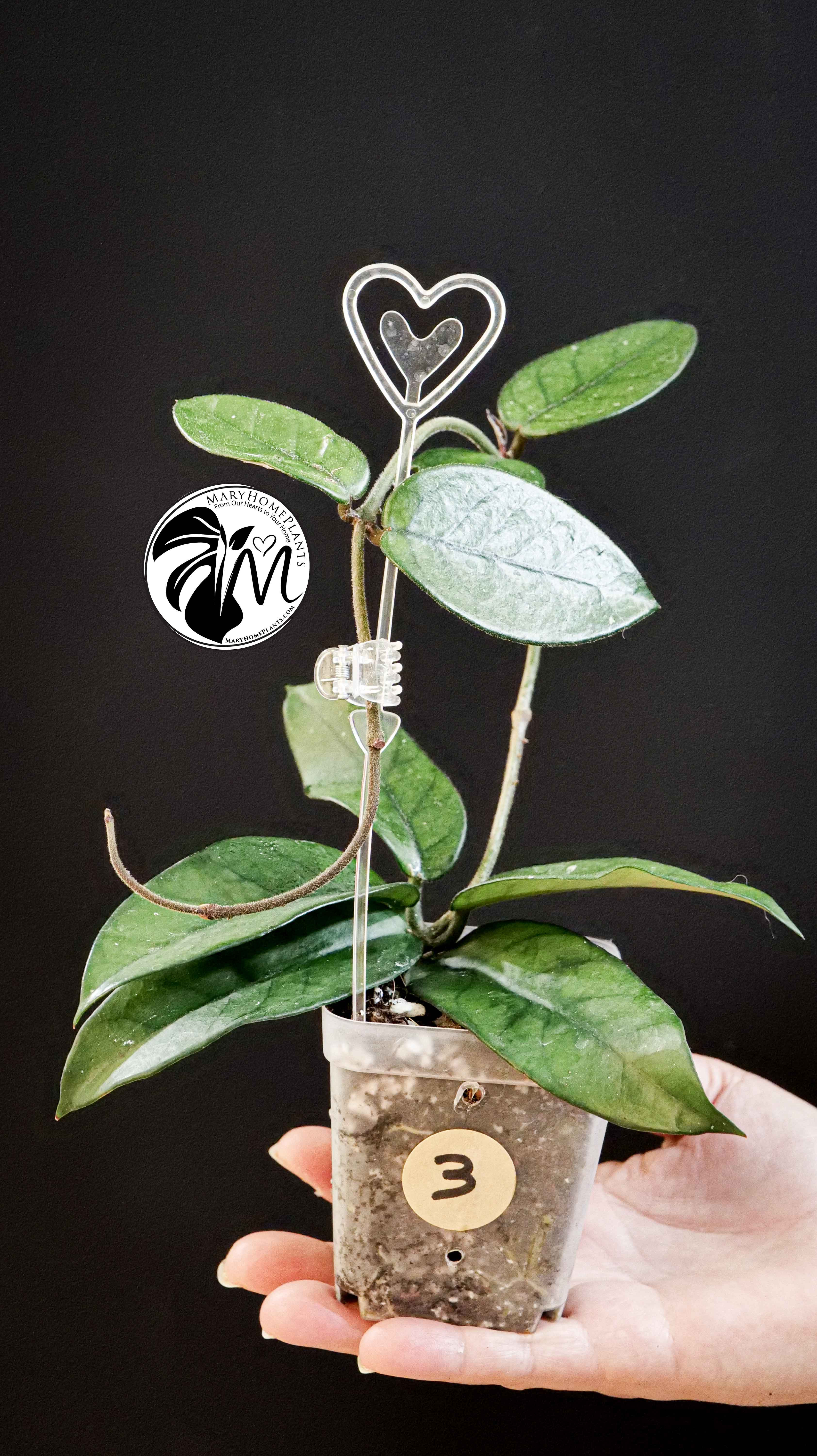 Hoya Dasyantha
