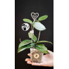 Hoya Dasyantha