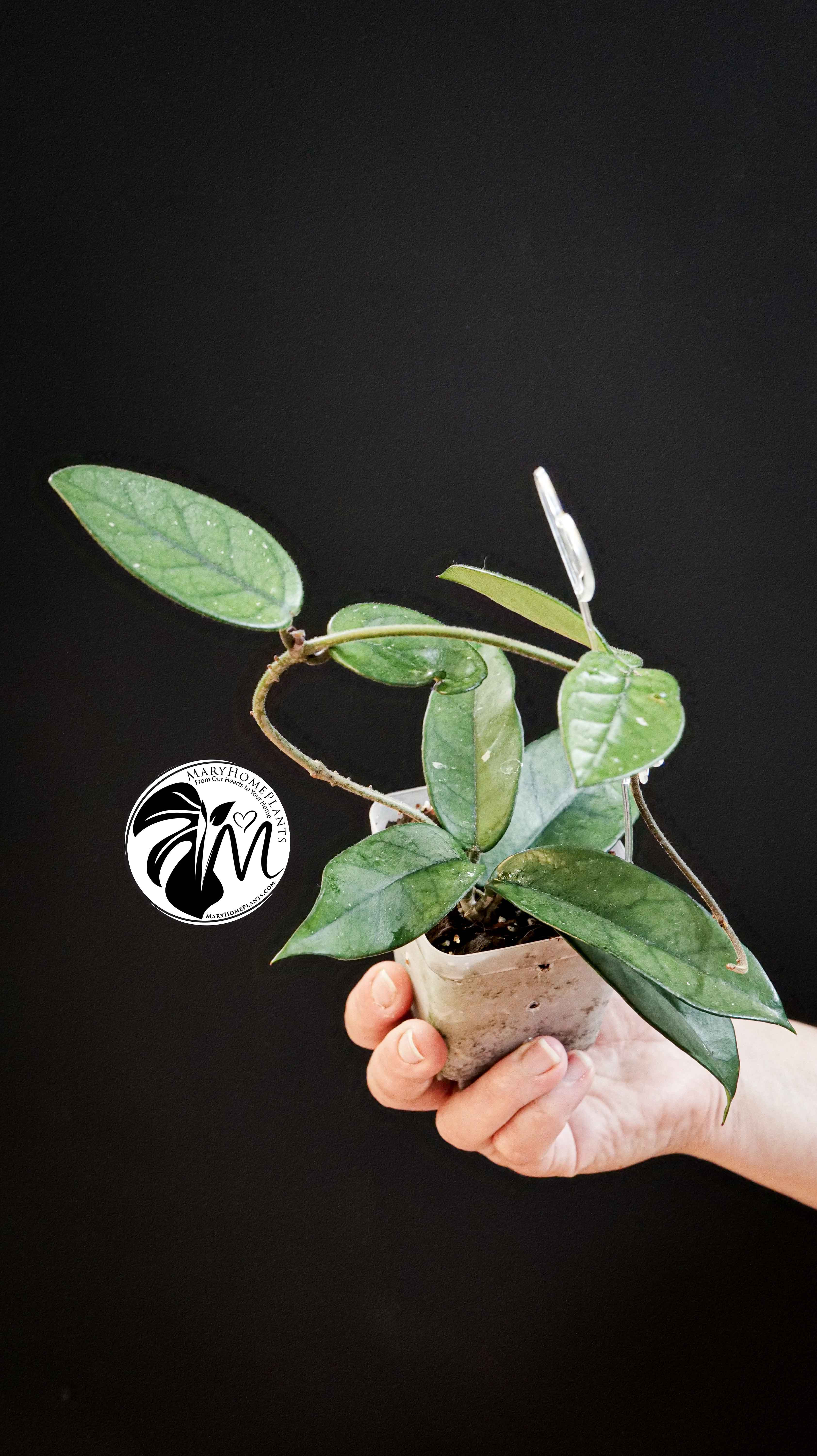 Hoya Dasyantha