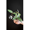 Hoya Dasyantha