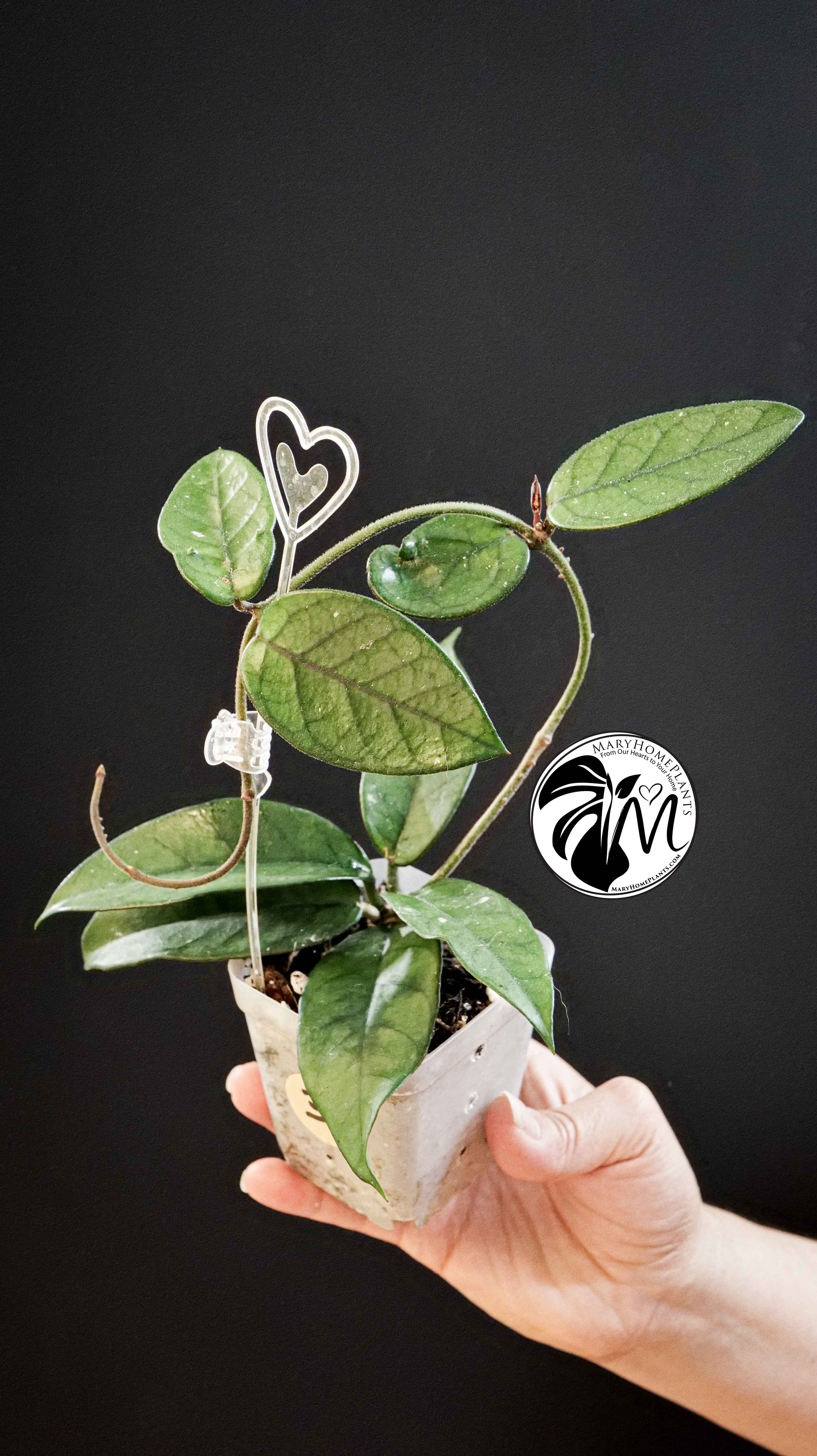 Hoya Dasyantha