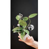 Hoya Dasyantha