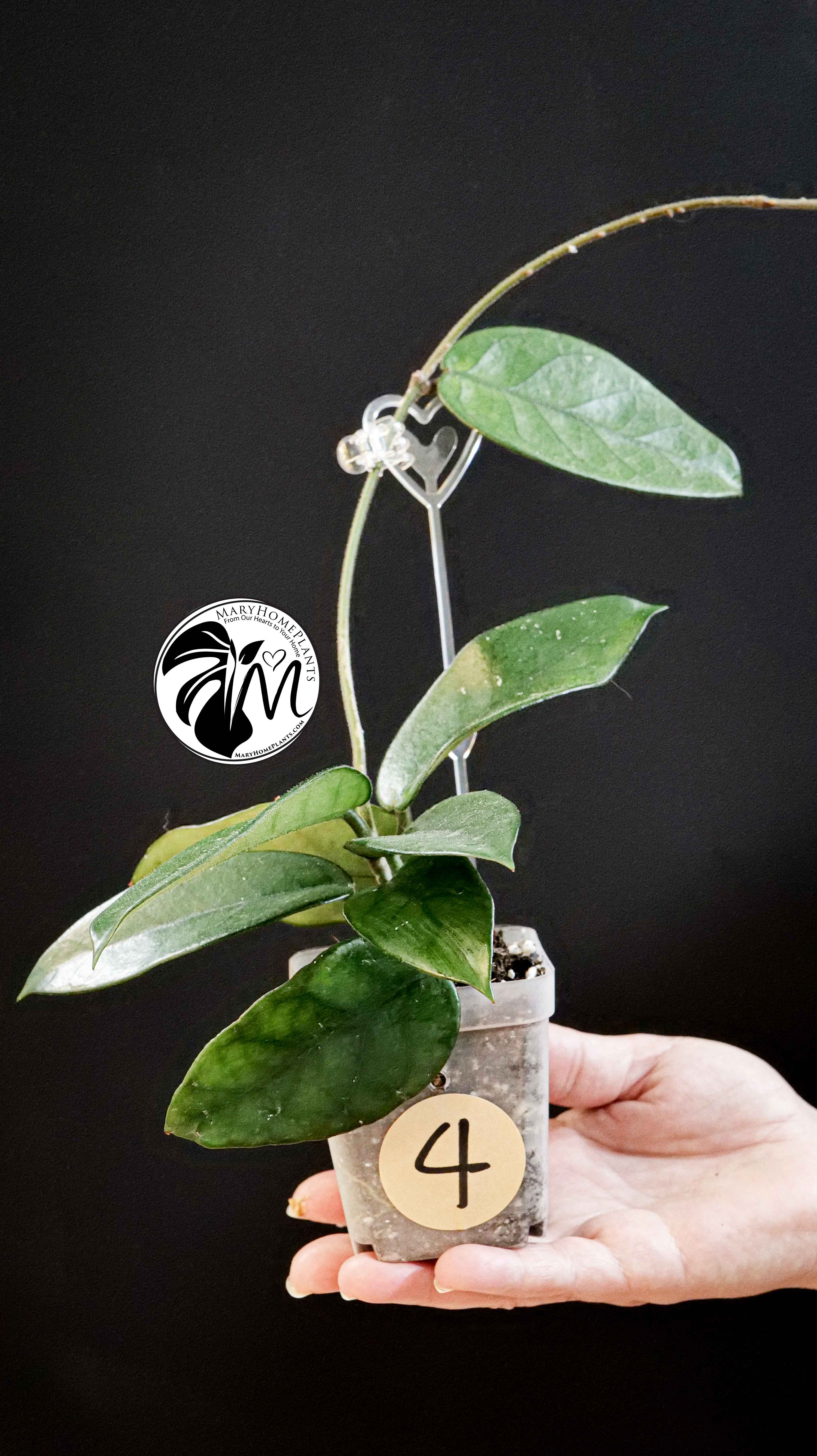 Hoya Dasyantha