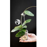 Hoya Dasyantha