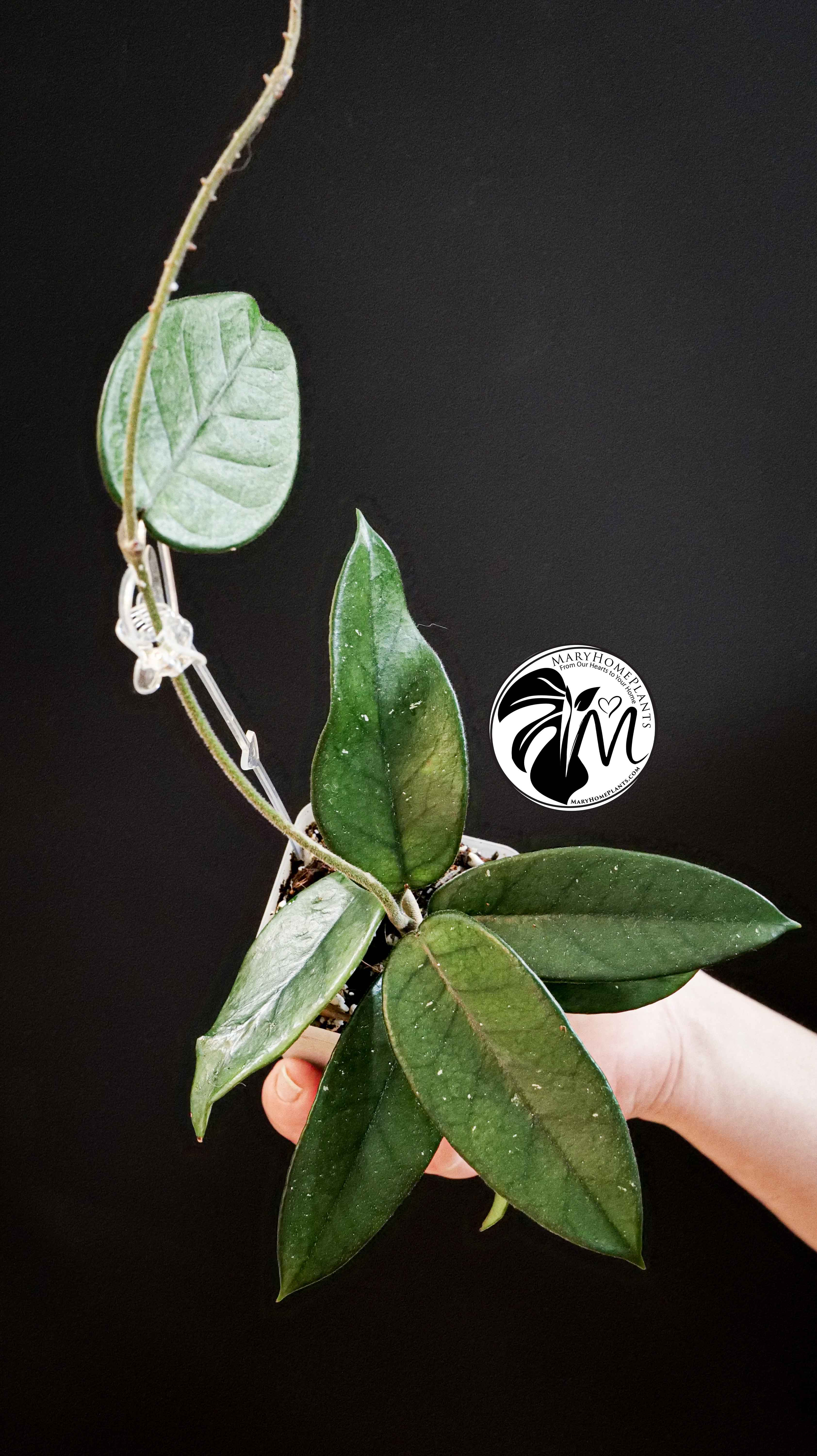 Hoya Dasyantha