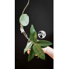 Hoya Dasyantha