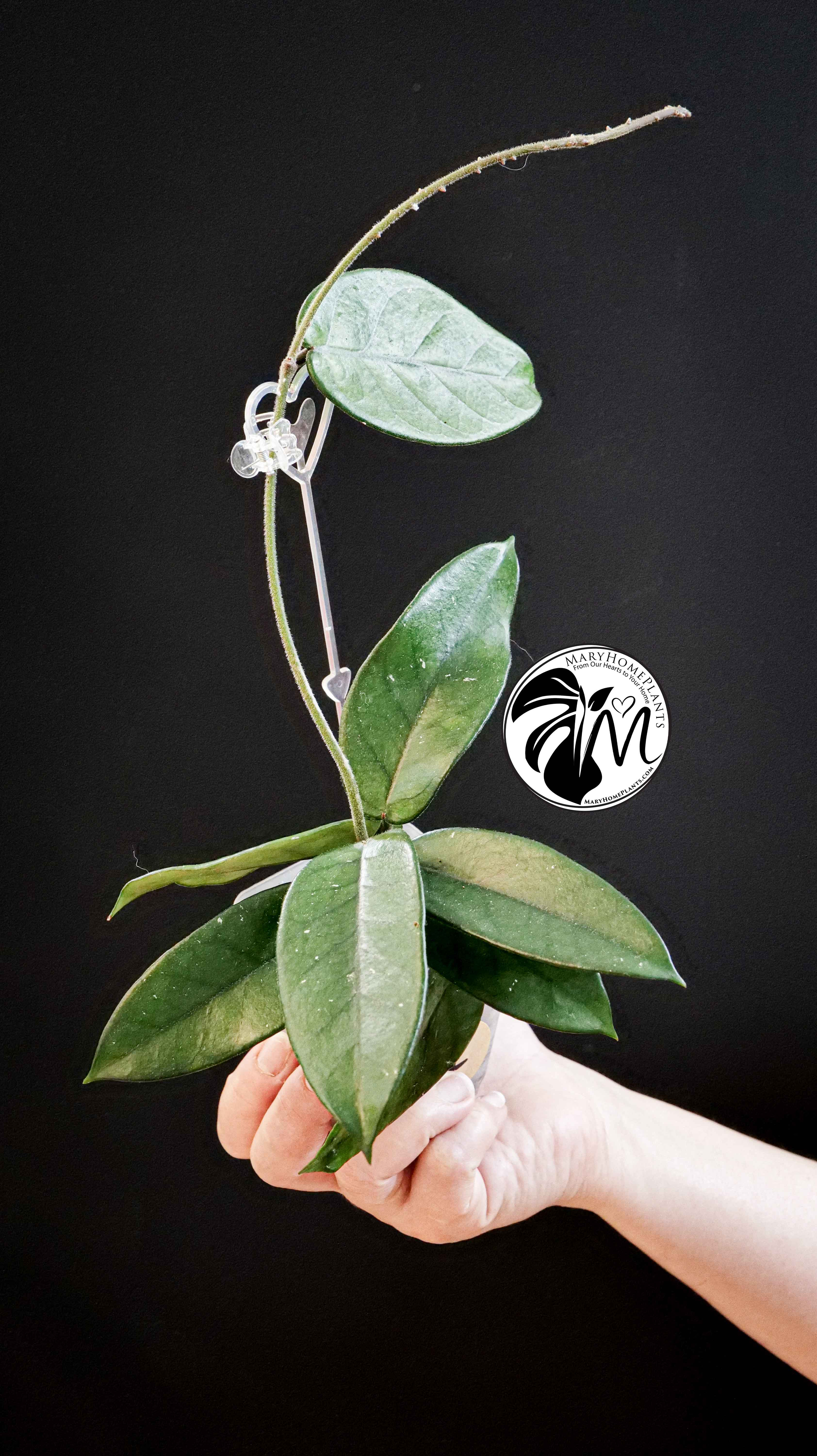 Hoya Dasyantha
