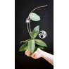 Hoya Dasyantha