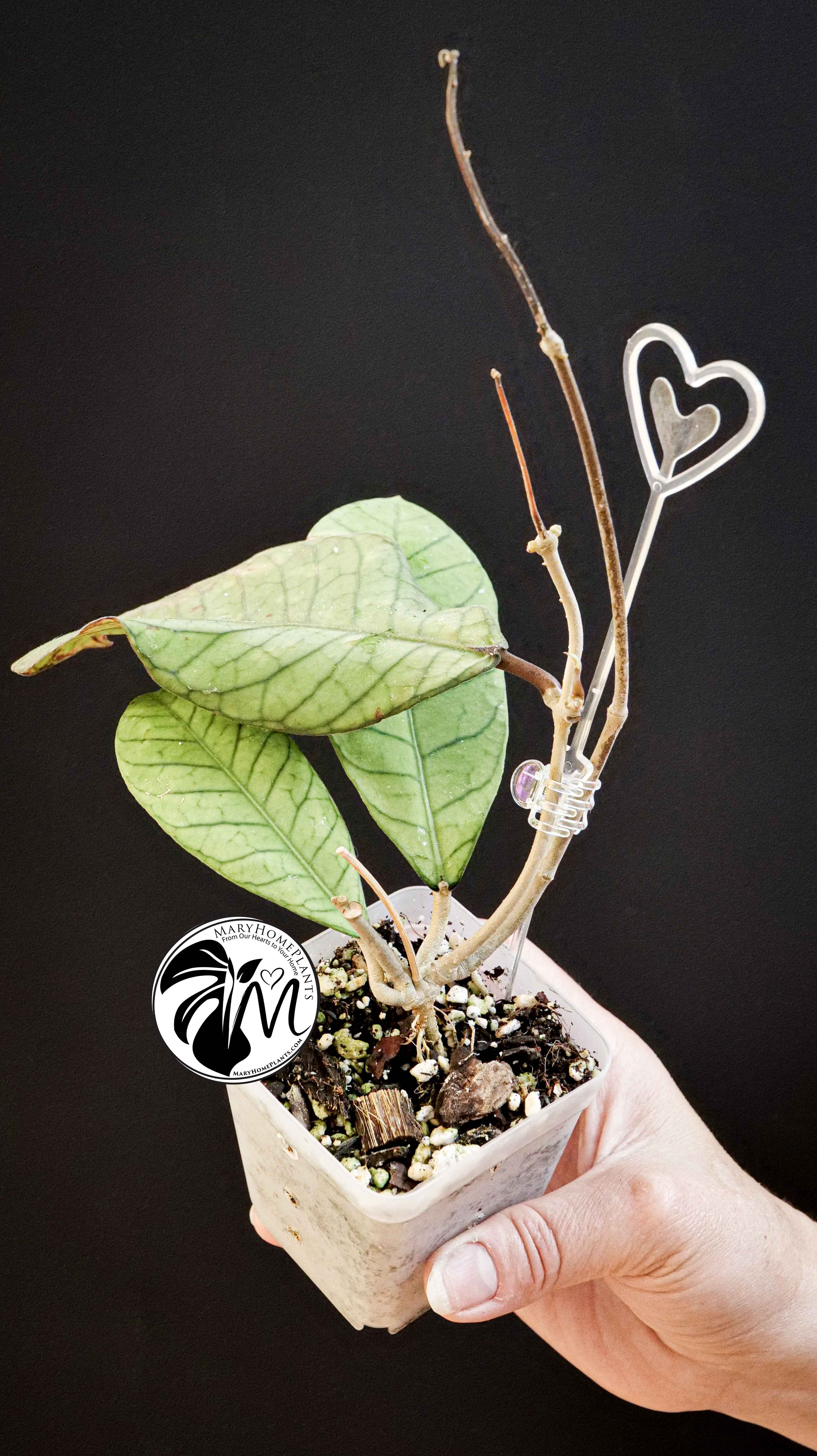Hoya Sabah