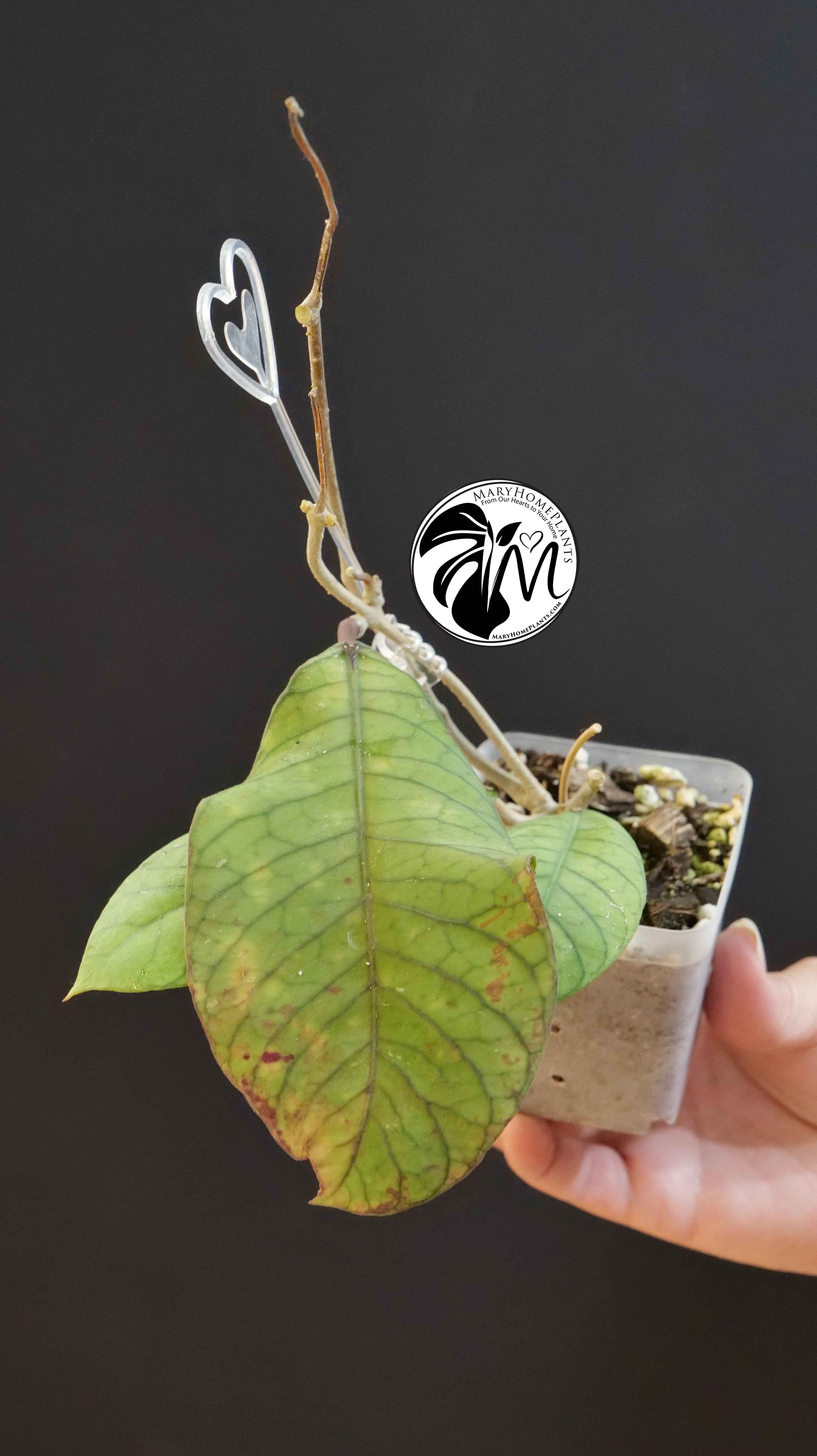 Hoya Sabah