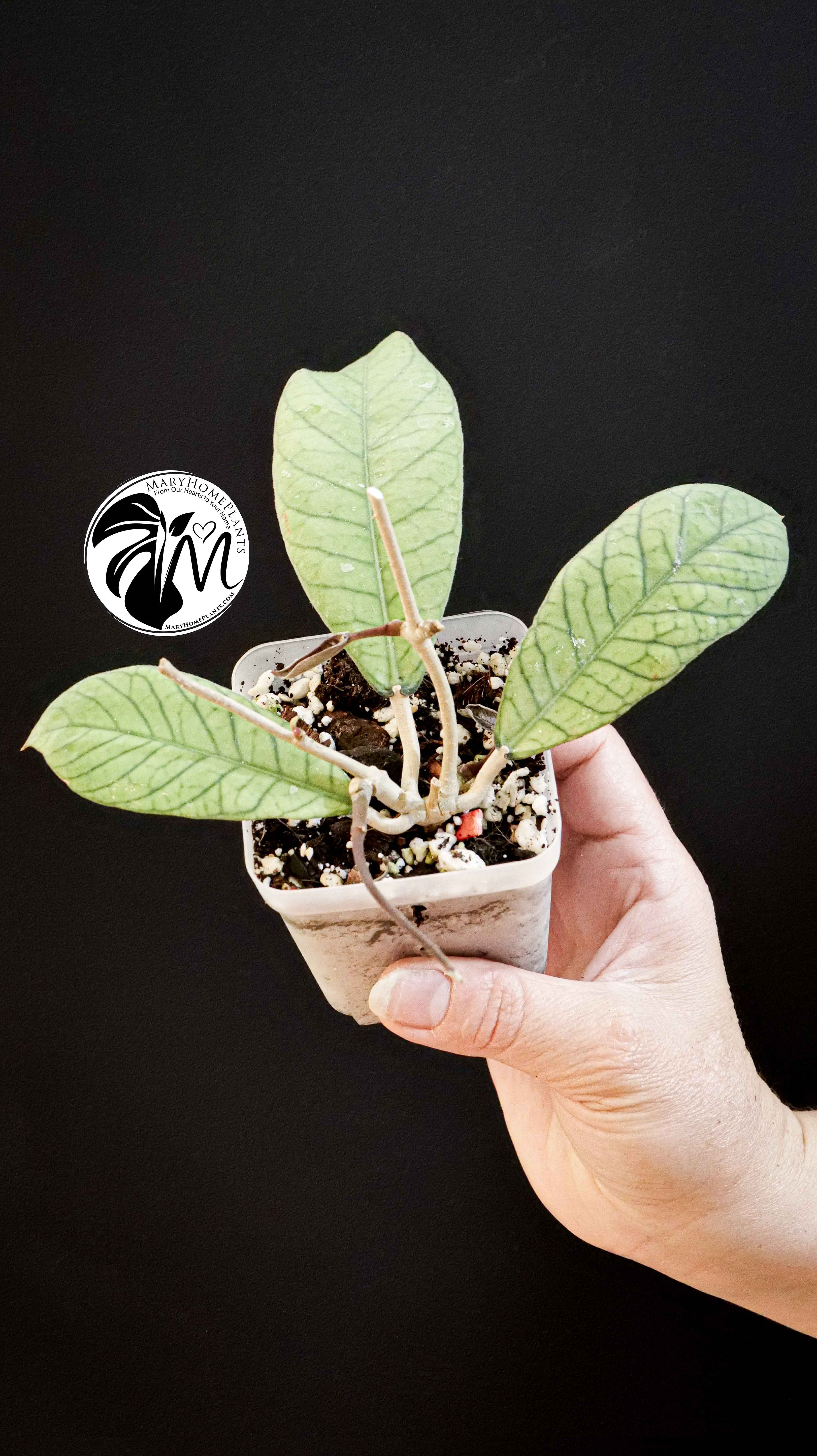 Hoya Sabah