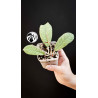 Hoya Sabah