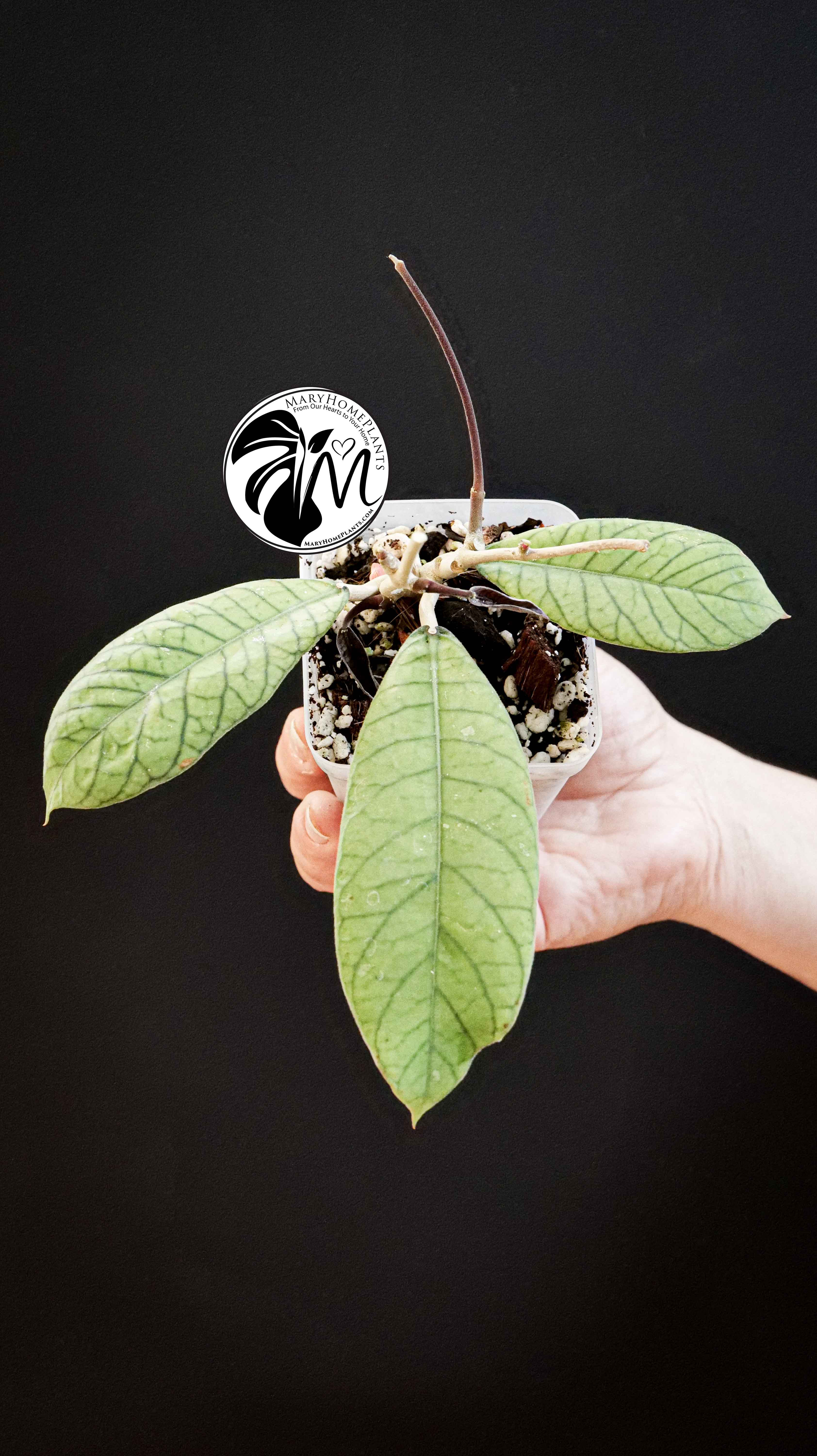 Hoya Sabah