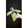 Hoya Sabah