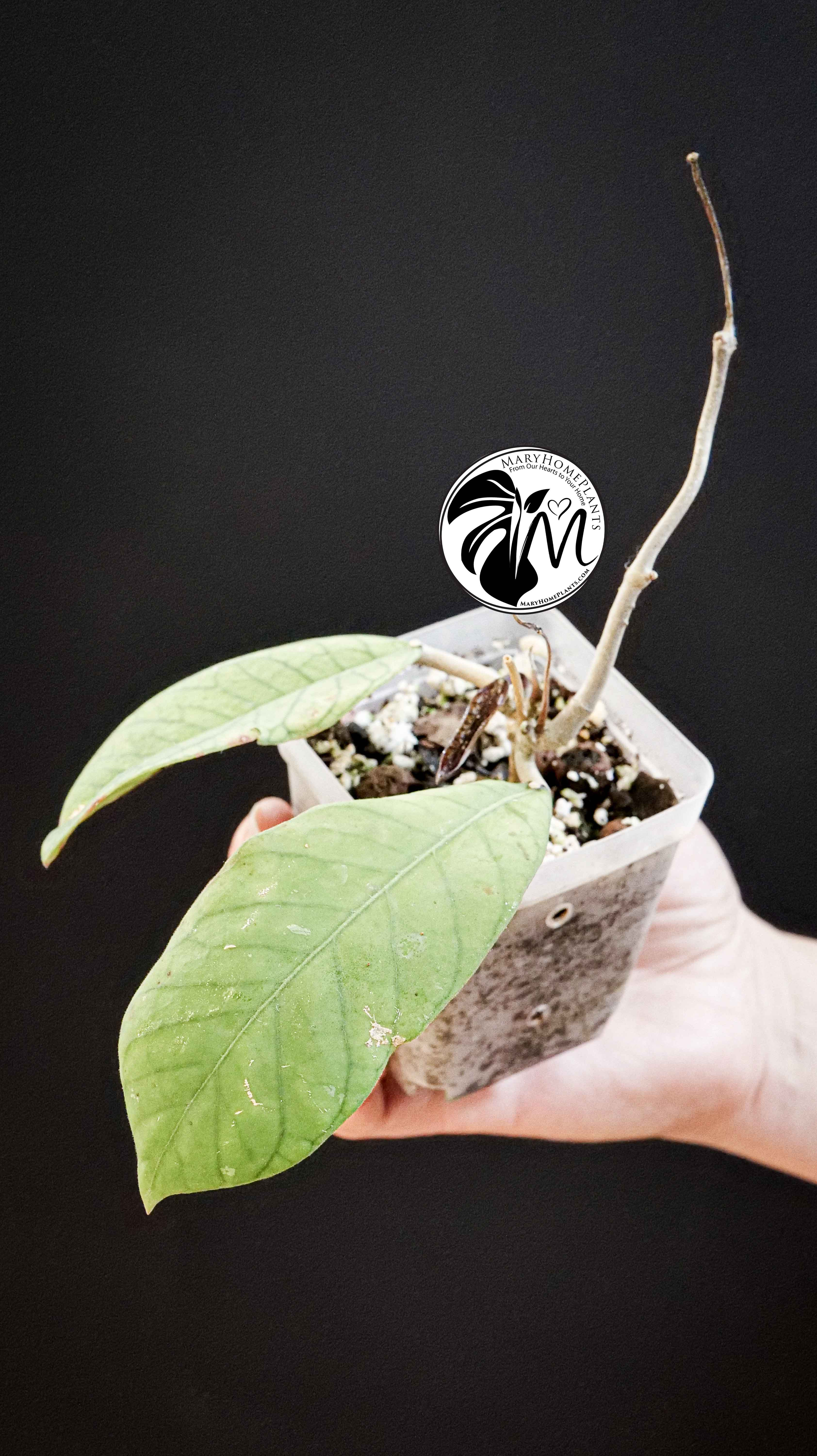 Hoya Sabah