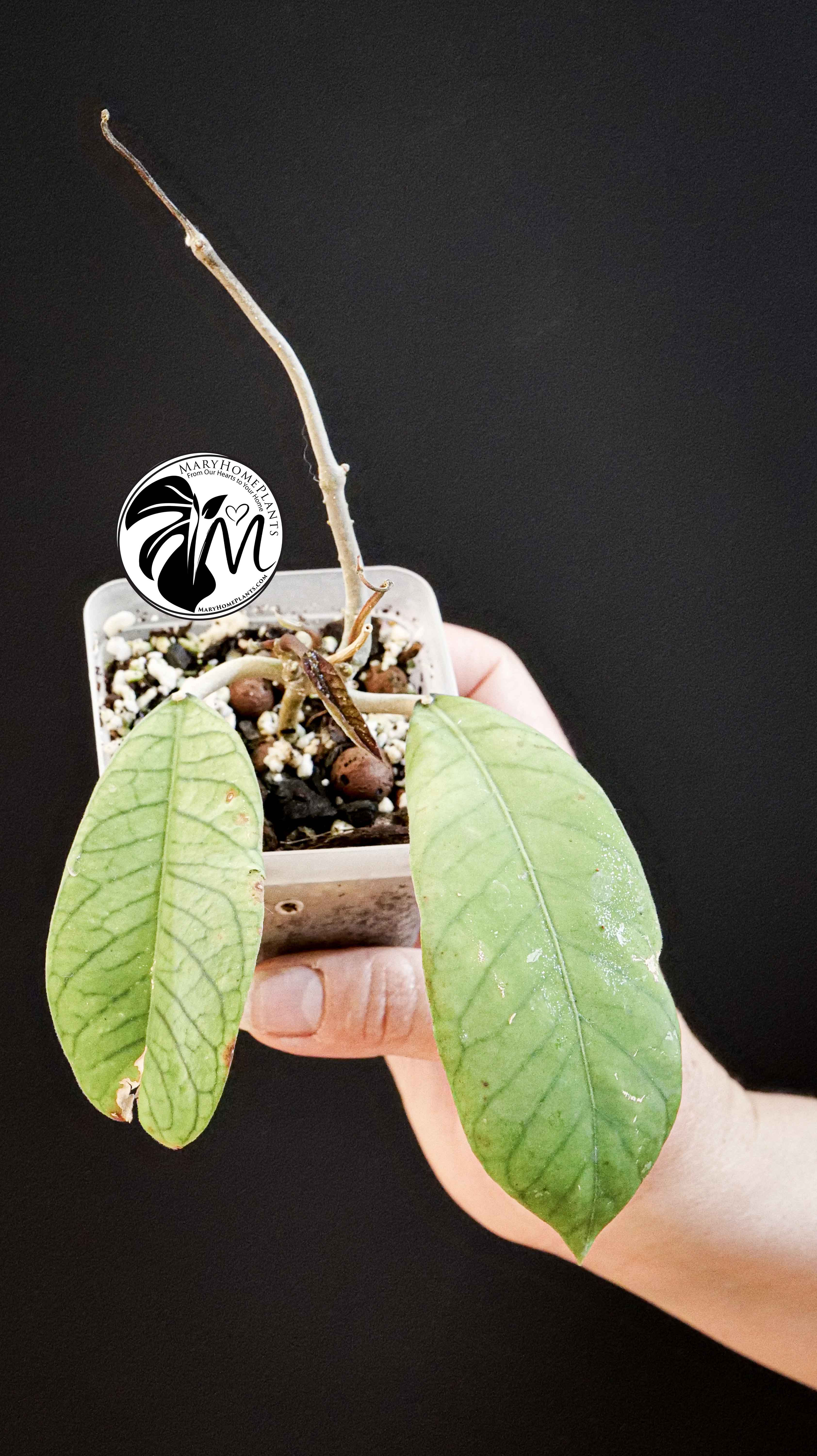 Hoya Sabah