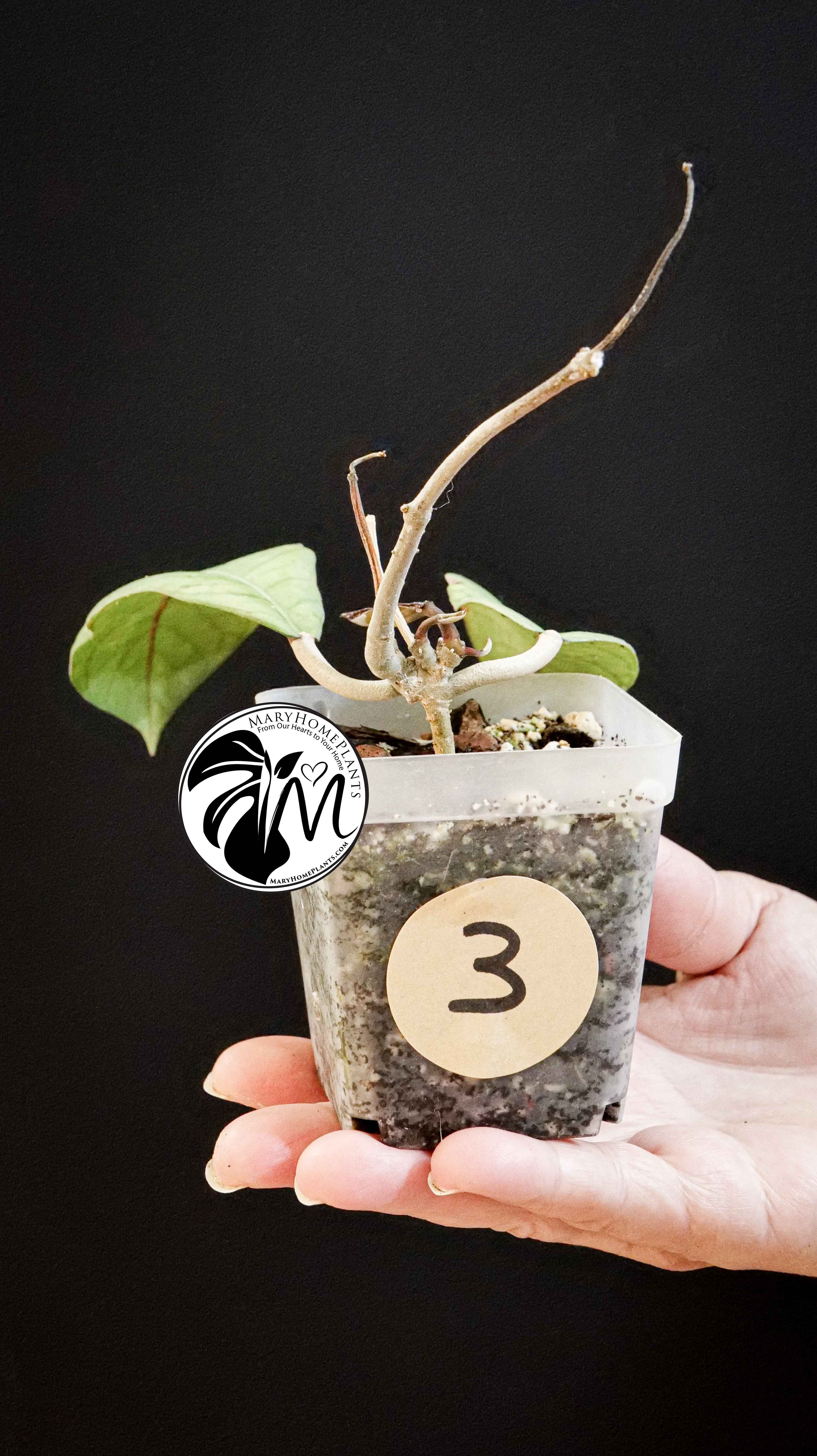 Hoya Sabah