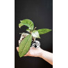 Hoya Crassipetiolata Splash