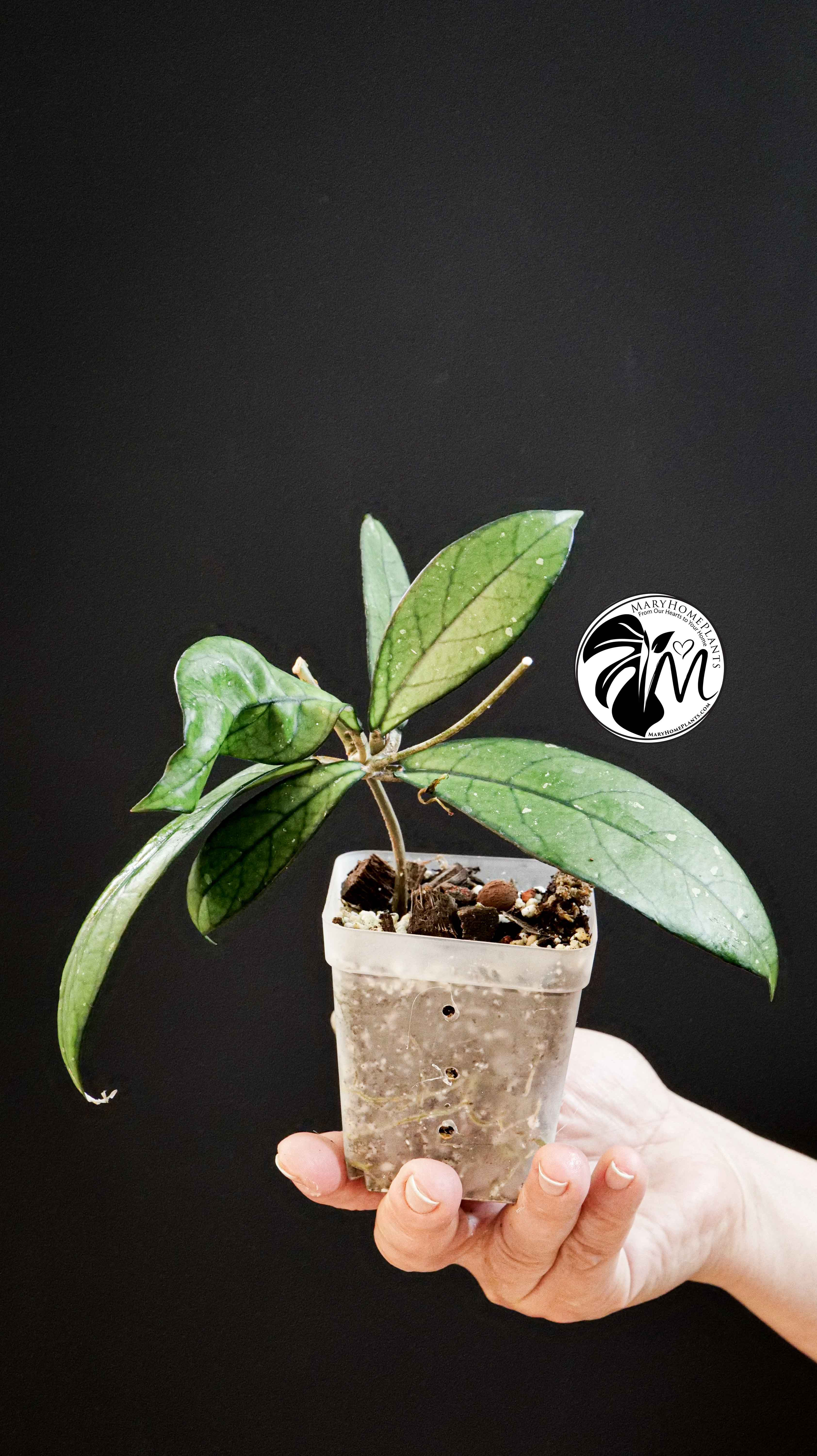 Hoya Crassipetiolata Splash