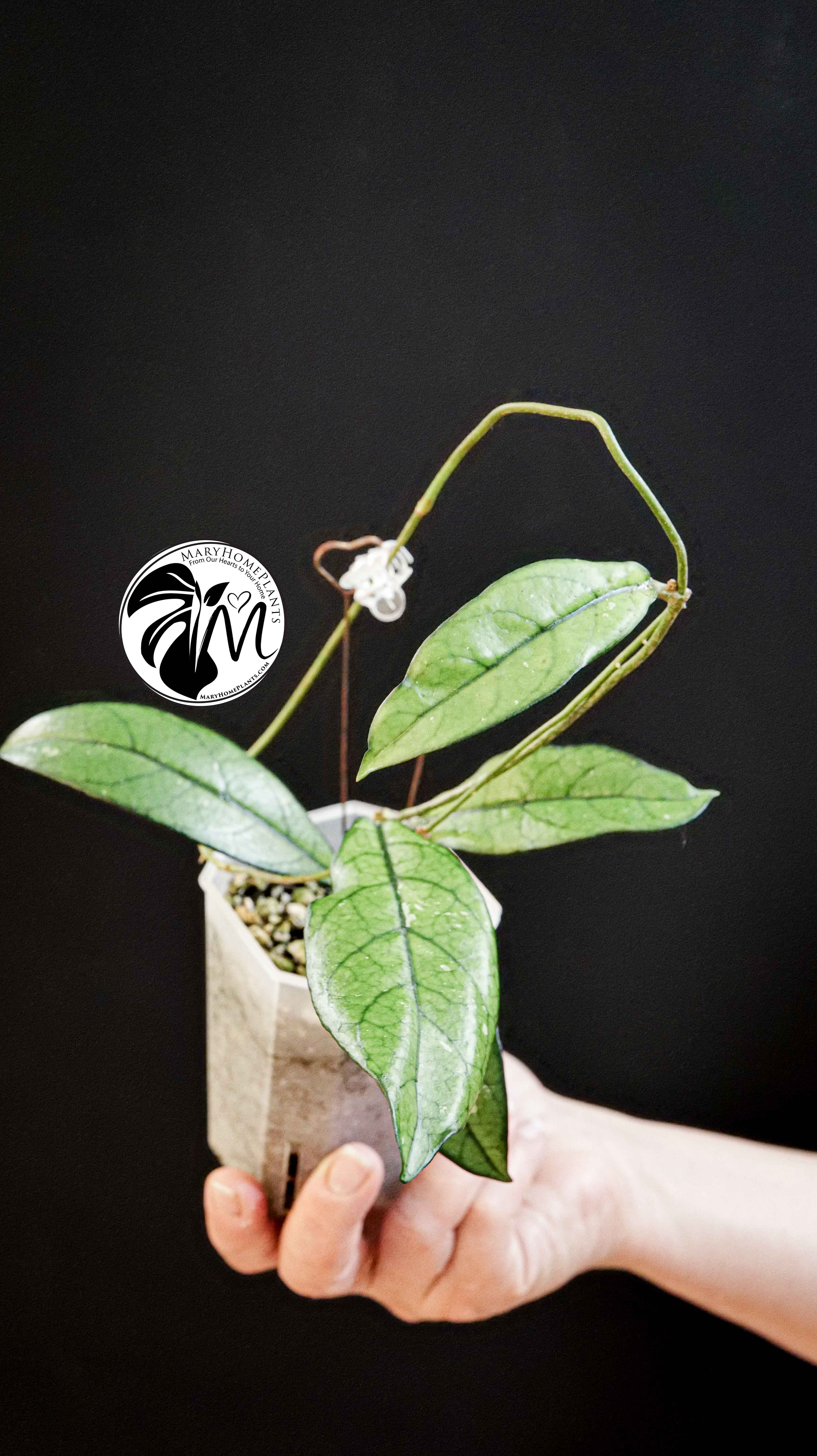 Hoya Crassipetiolata Splash