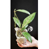 Hoya Crassipetiolata Splash