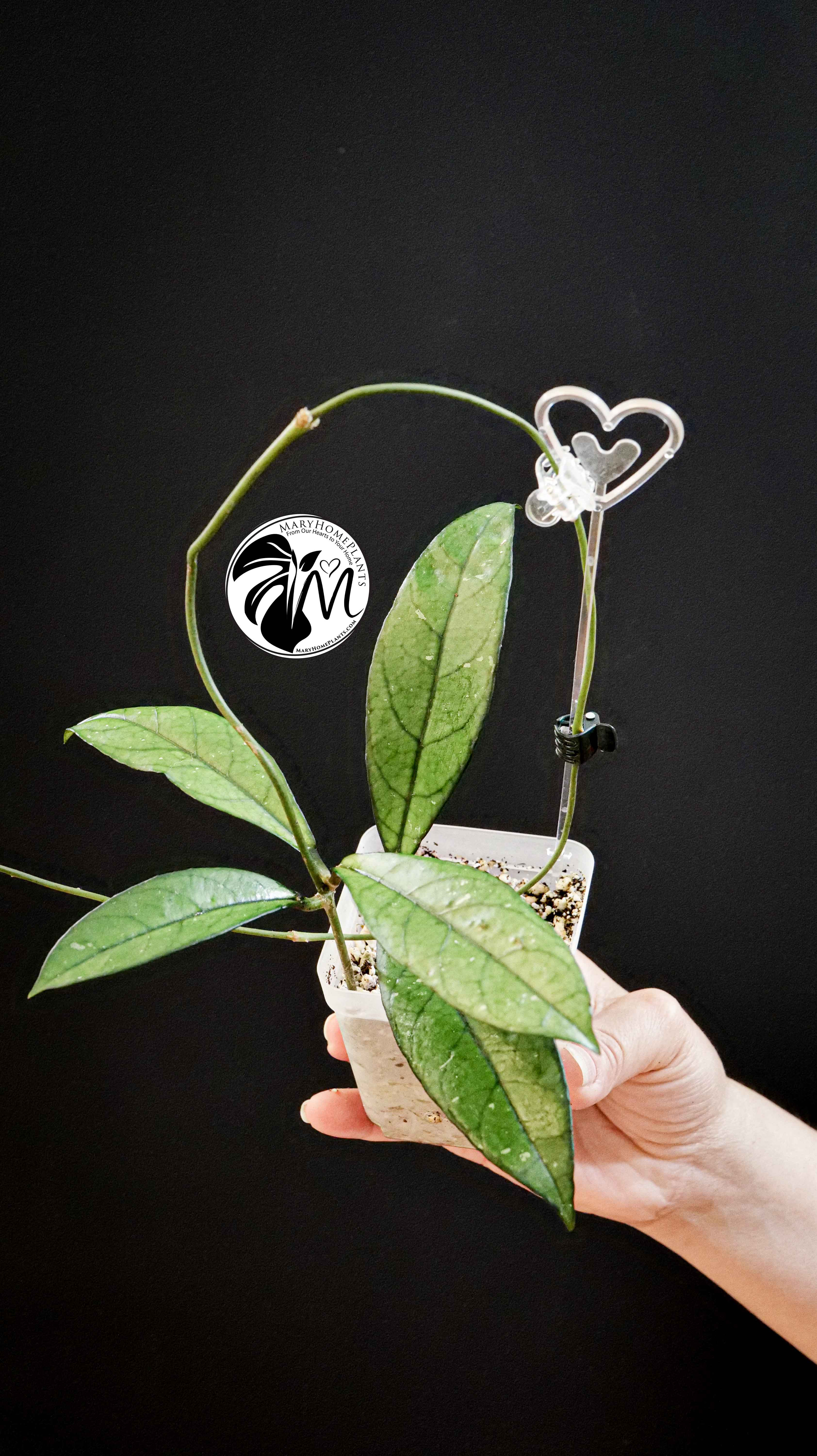 Hoya Crassipetiolata Splash