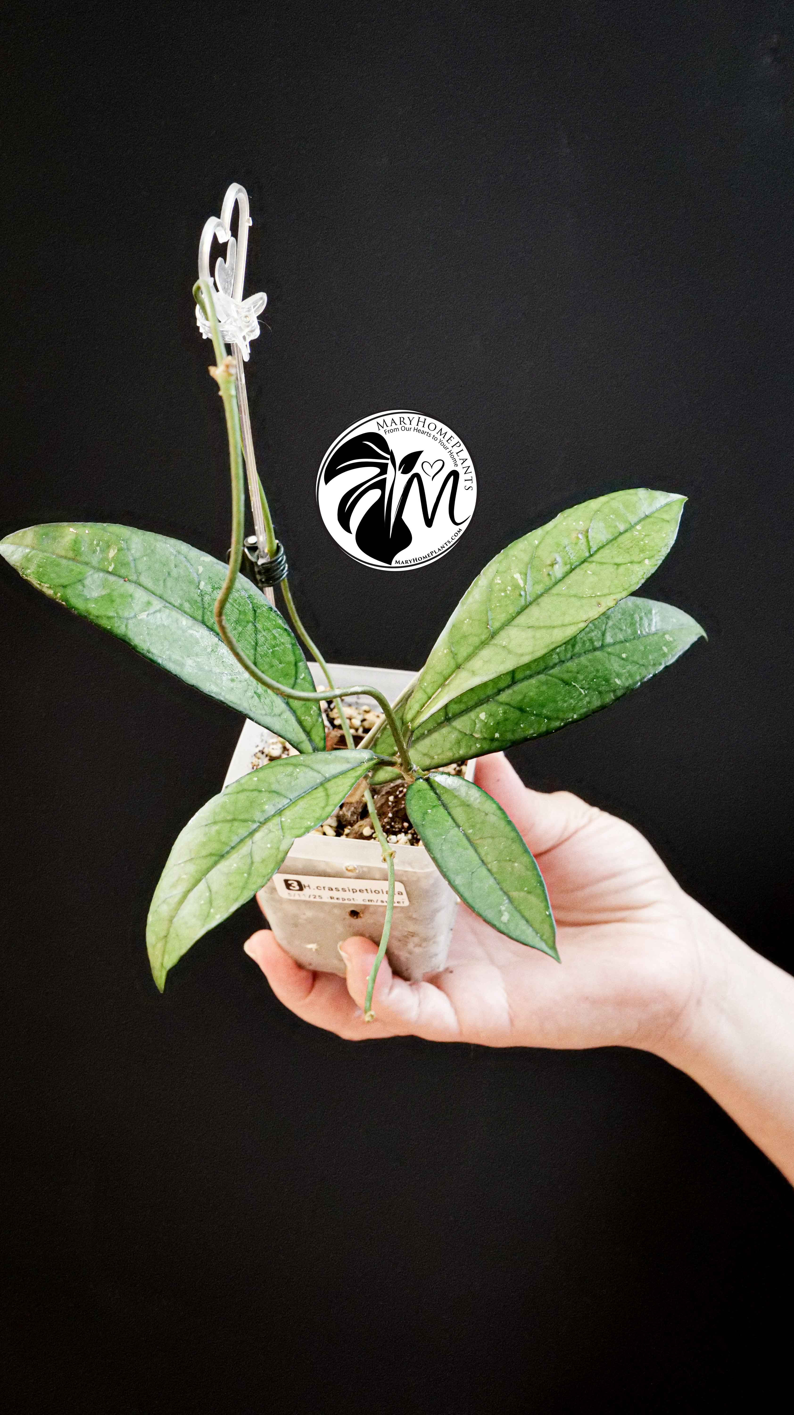 Hoya Crassipetiolata Splash