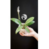 Hoya Crassipetiolata Splash