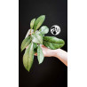 Hoya Crassipetiolata Splash