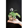 Hoya Crassipetiolata Splash