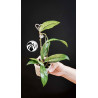 Hoya Crassipetiolata Splash