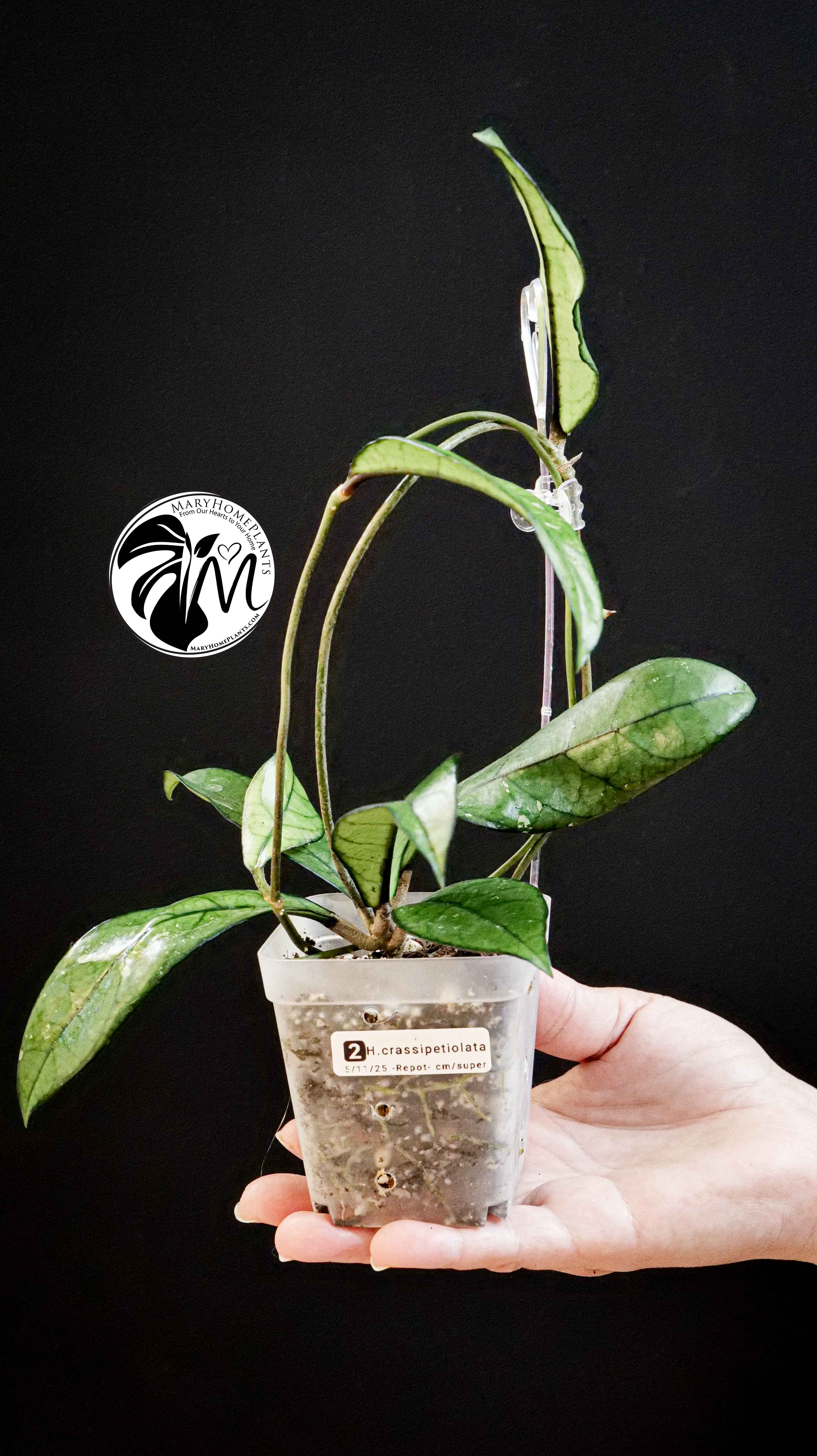 Hoya Crassipetiolata Splash