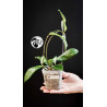 Hoya Crassipetiolata Splash